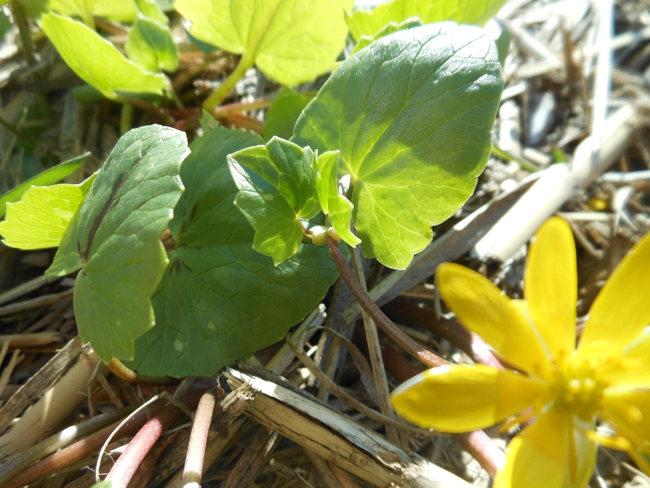 Ficaria verna (=Ranunculus ficaria) subsp. ficariiformis